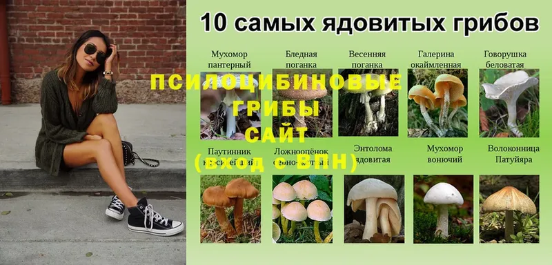 mega зеркало  наркота  Дубовка  Галлюциногенные грибы мицелий 